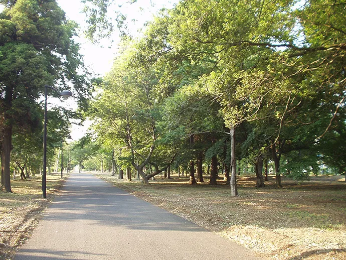 Dゾーンの緑の散歩道の並木
