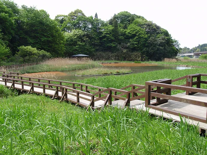 Eゾーンの自然生態園の木道と池