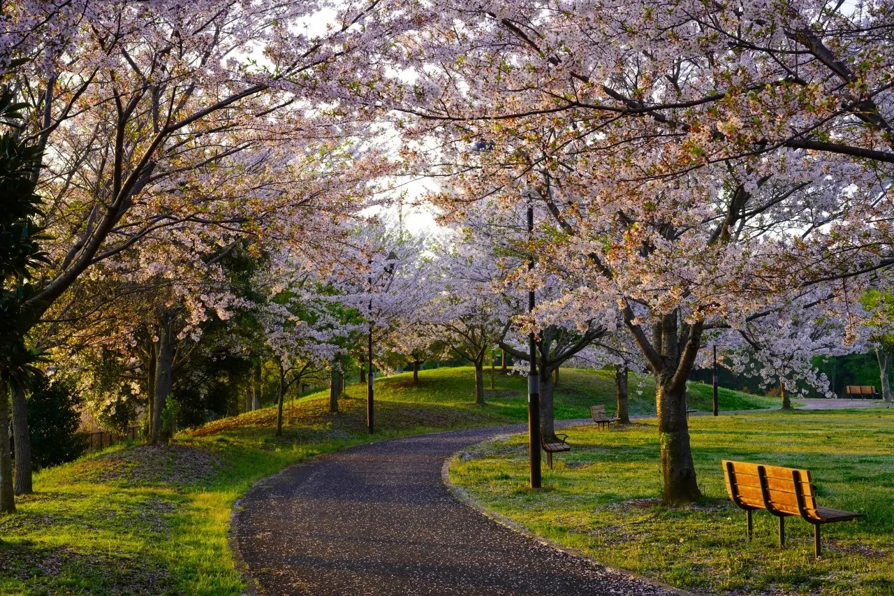 北総花の丘公園の桜並木とベンチ