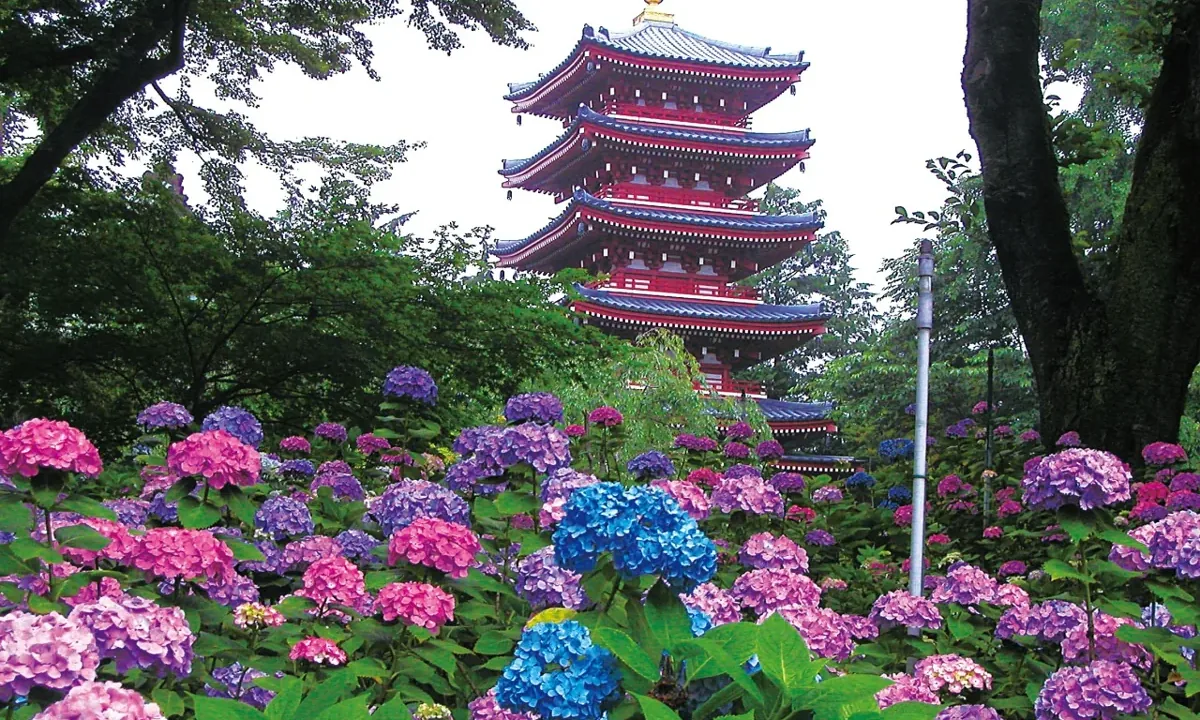 本土寺（あじさい寺）｜松戸・五万本のあじさいの名所