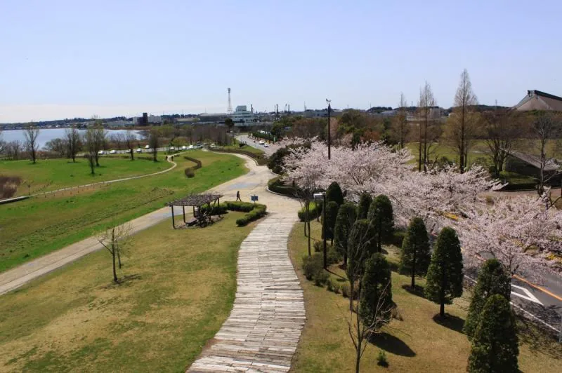 霞ヶ浦総合公園の桜並木の遊歩道