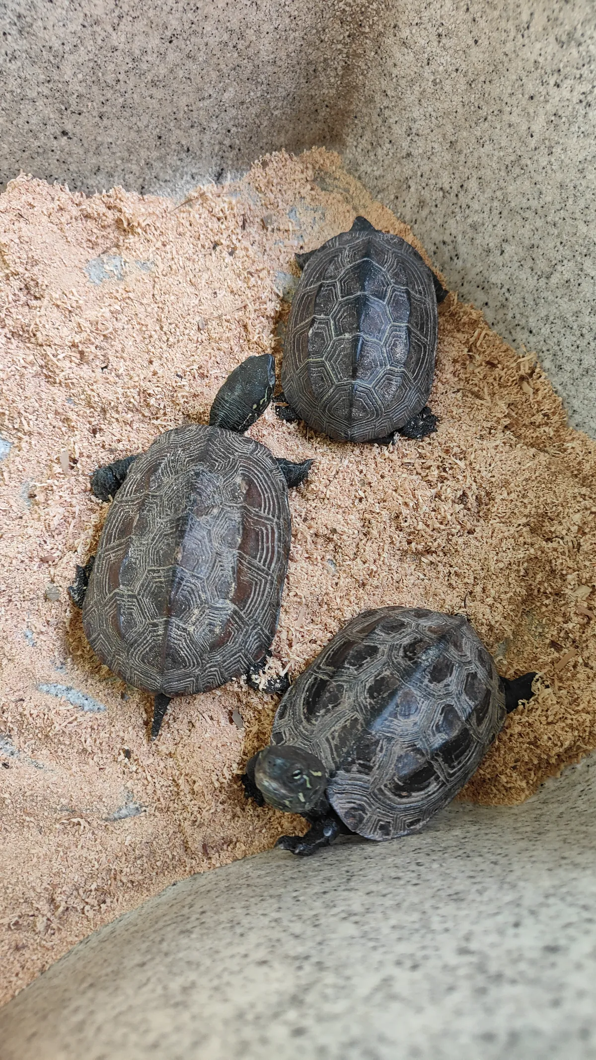 甲羅にさわれるカメ