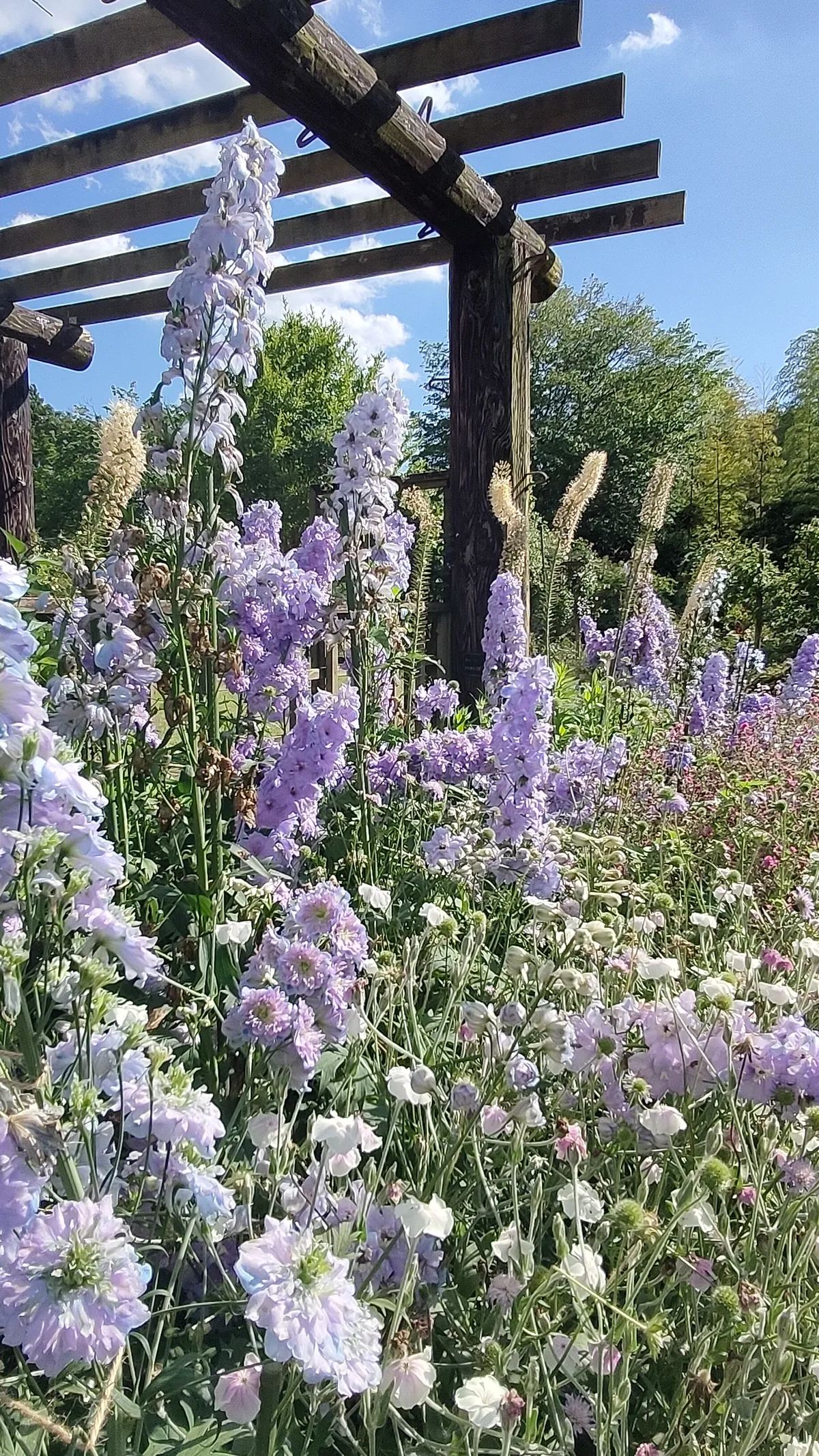 パーゴラに咲く紫の花