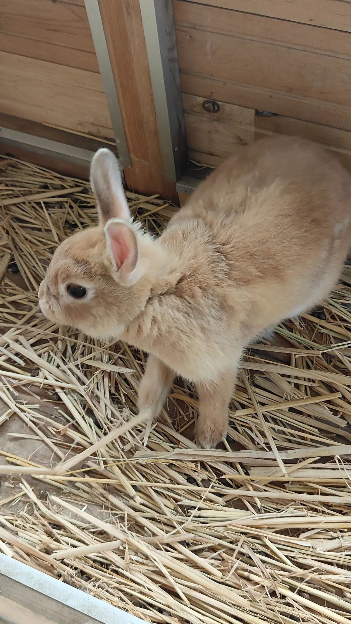 だっこできるうさぎ