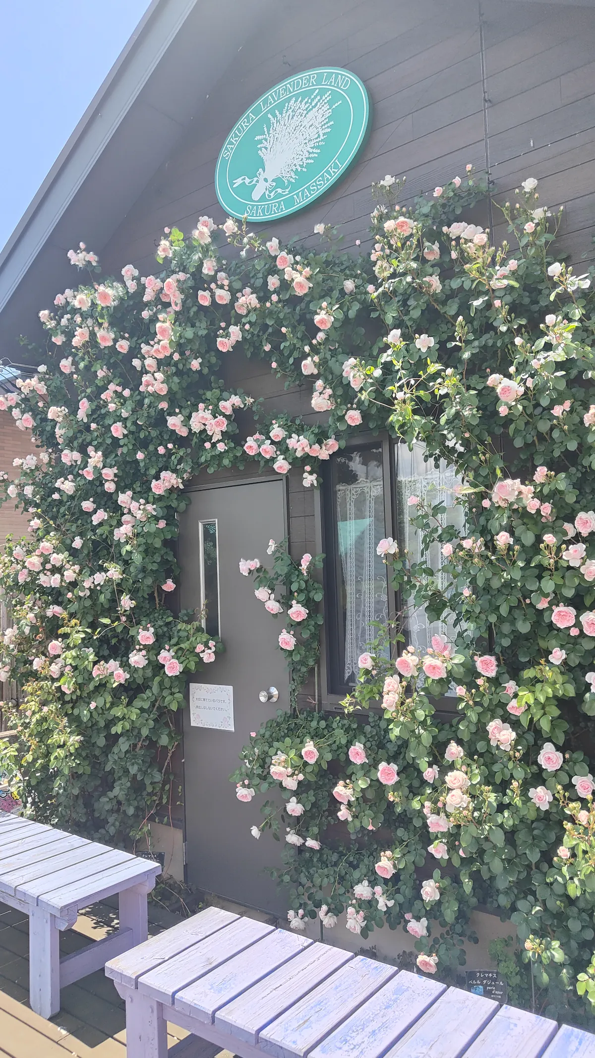 売店壁面のバラ