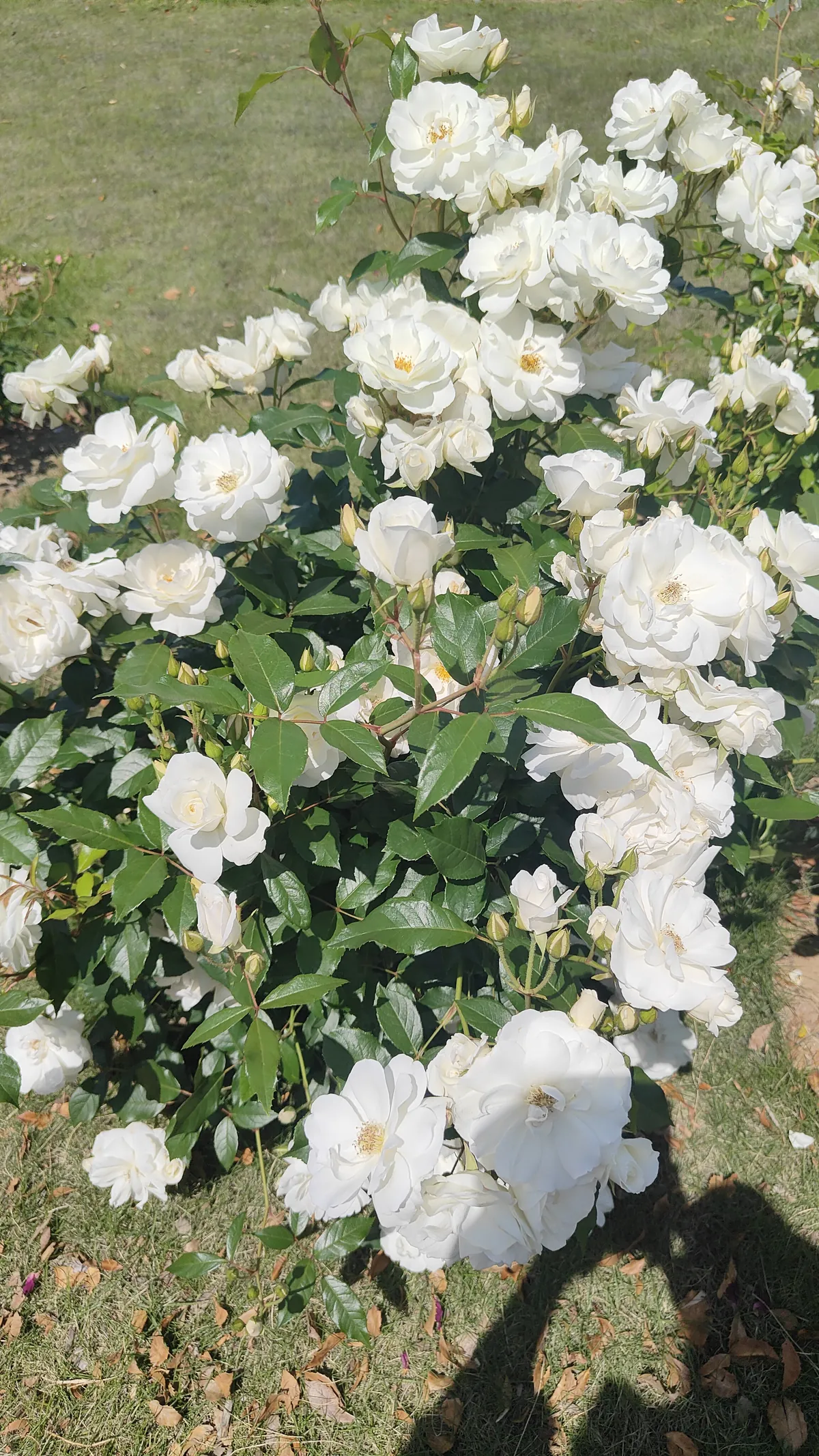ピンクの花群