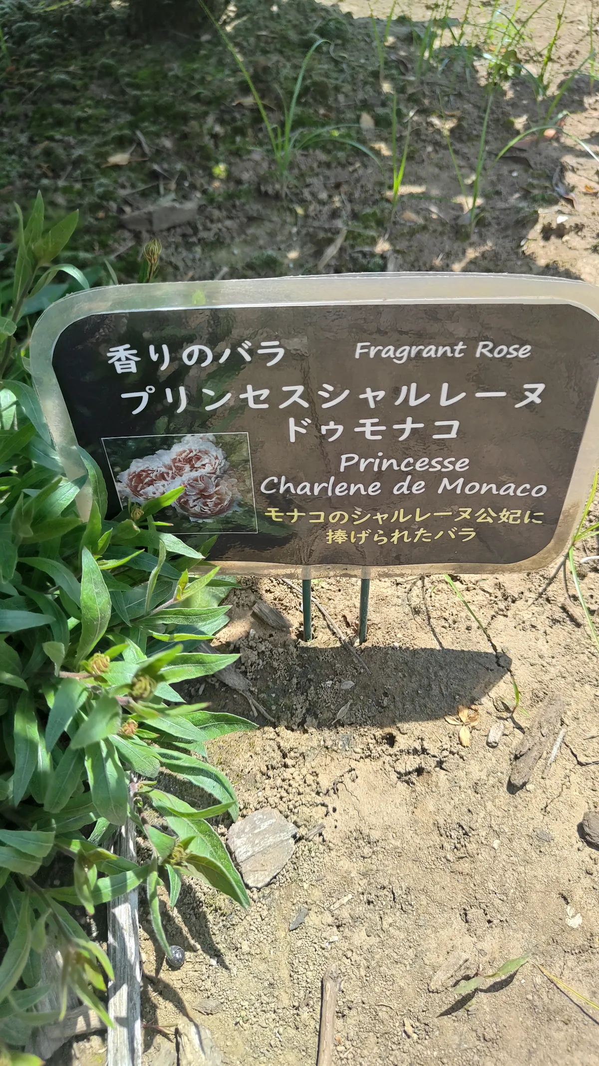 ピンク・サーモン色のバラ