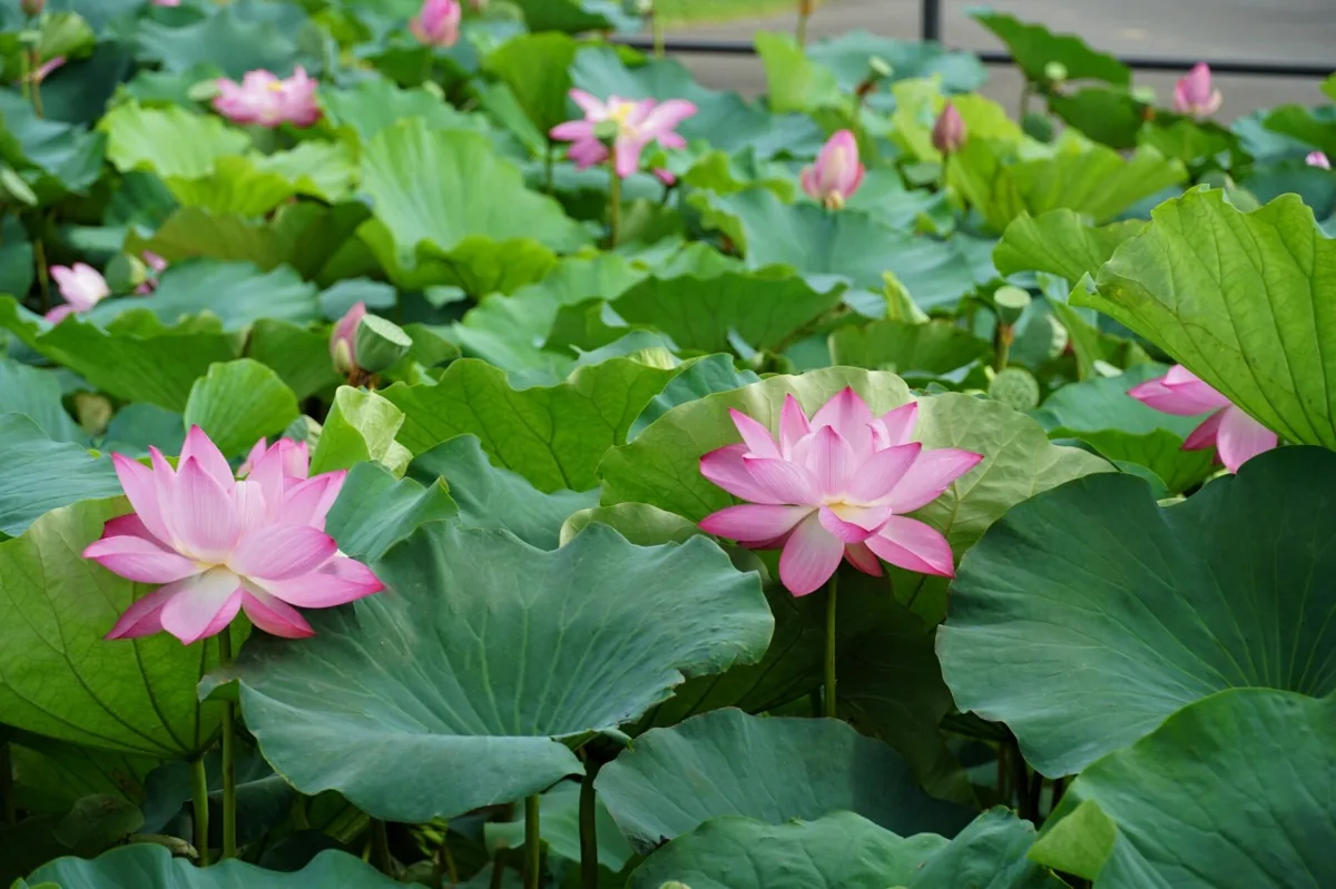水郷佐原あやめパークの夏のはすの花