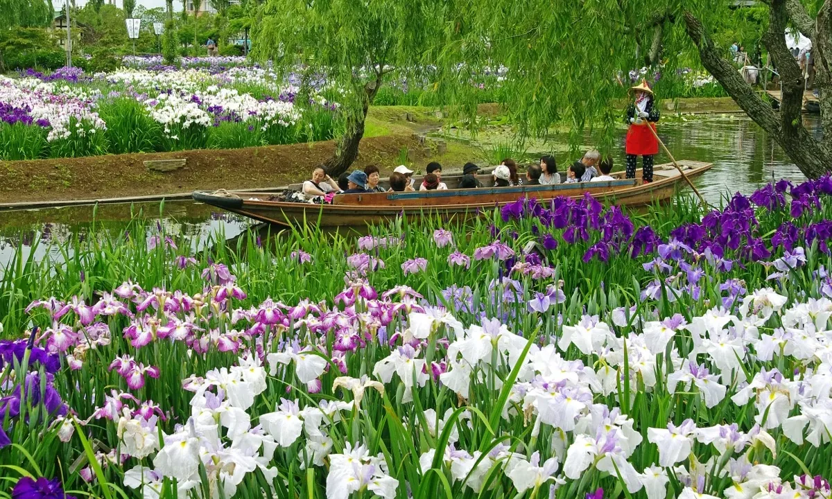 水郷佐原あやめパーク｜香取・佐原、150万本の花菖蒲とサッパ舟めぐり